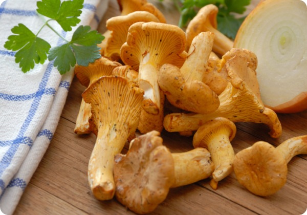 chanterelles-fresh