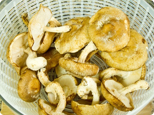 shitake-mushrooms-raw