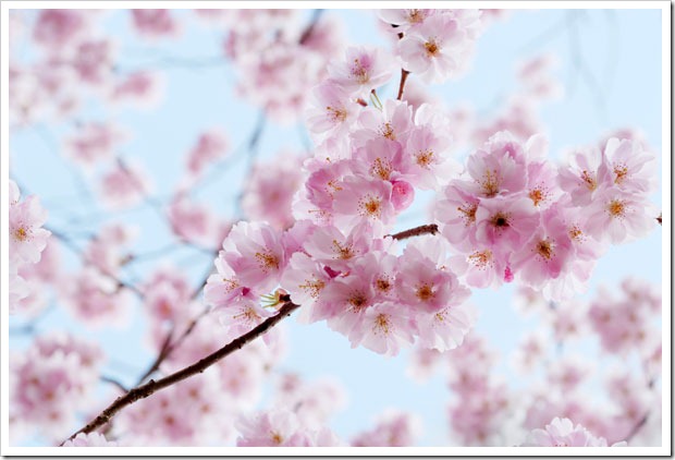 cherry-blossoms