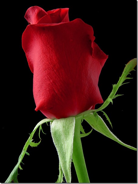 rose_1_bg_030703